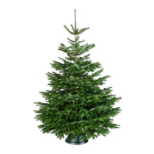 Nordmann gezaagd (AA-kwaliteit)